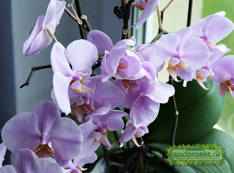 Комнатная орхидея - принципы ухода в домашних условиях