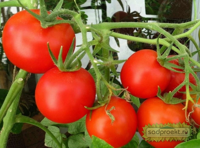 как вырастить помидоры зимой