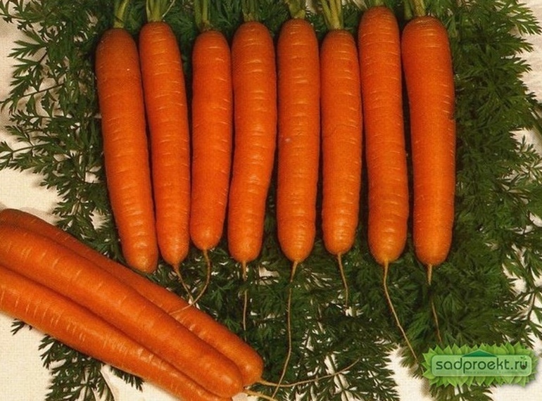 какую лучше сажать морковь