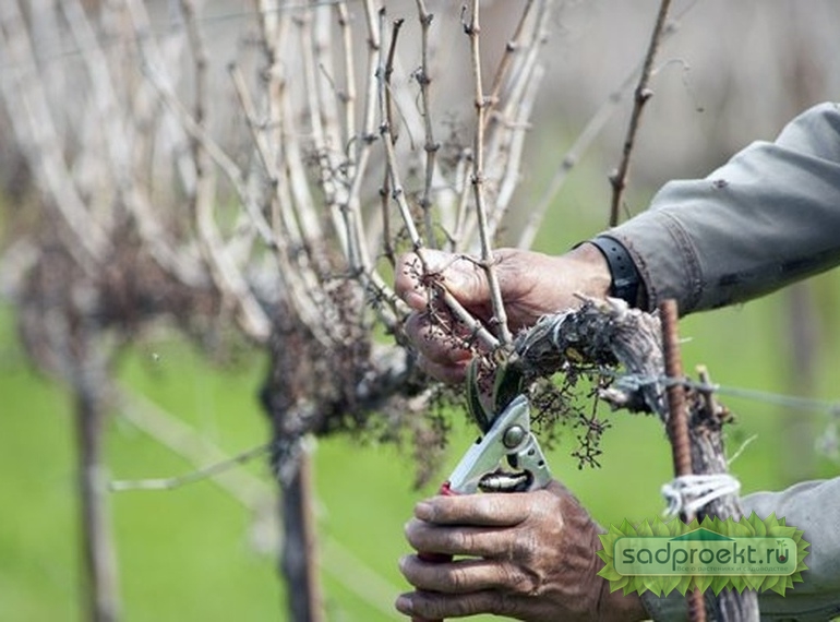 Как правильно ухаживать за виноградом?